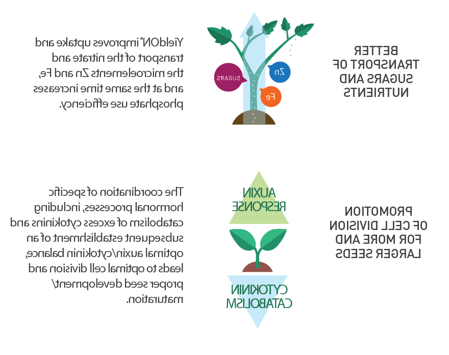 YieldON Promotes Better Transport of Sugars and Nutrients and Promotion of Cell Division